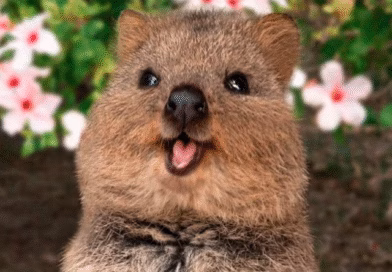 Yuk, Kenalan dengan Quokka! Hewan Paling Bahagia di Dunia