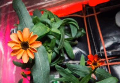 Zinnia, si Oranye Cantik yang Mekar di Luar Angkasa